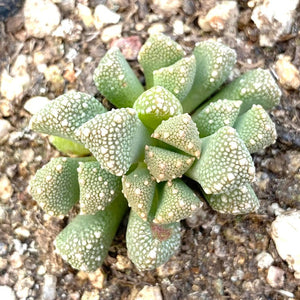 Titanopsis primosii, 10 Seeds, Succulent Seeds