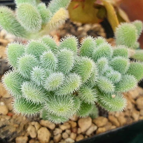 Sedum mocinianum, 10/20 Seeds, Fuzzy Succulents, Succulent Seeds