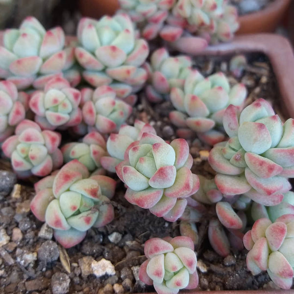 Sedum perezdelarosae, 10 Seeds, Rare Succulent Seeds