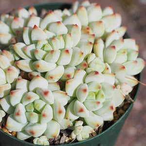 Sedum perezdelarosae, 10 Seeds, Rare Succulent Seeds