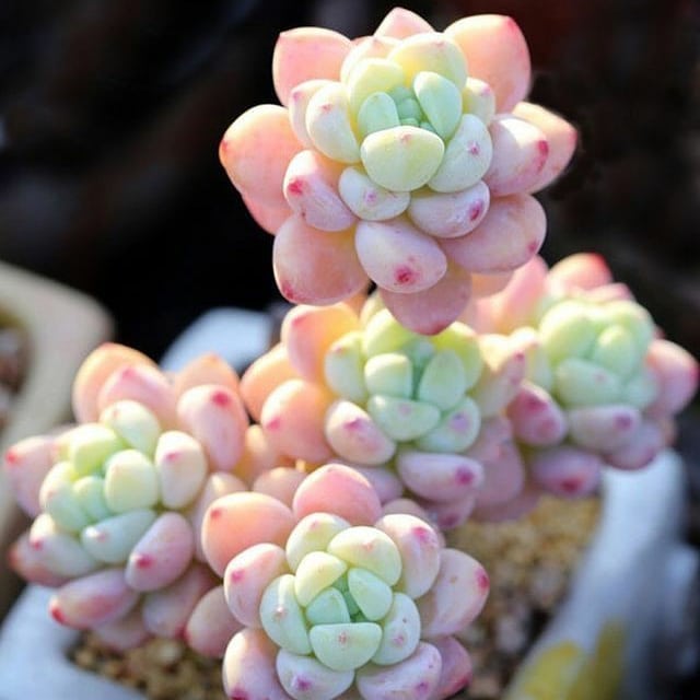 gorge sedum succulent Tiscalatengo Gorge Sedum, 10 Seeds, Succulent Seeds