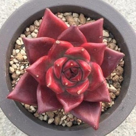 red rubin succulent Echeveria agavoides "Romeo Rubin", 10 Seeds, Rare Succulent Seeds