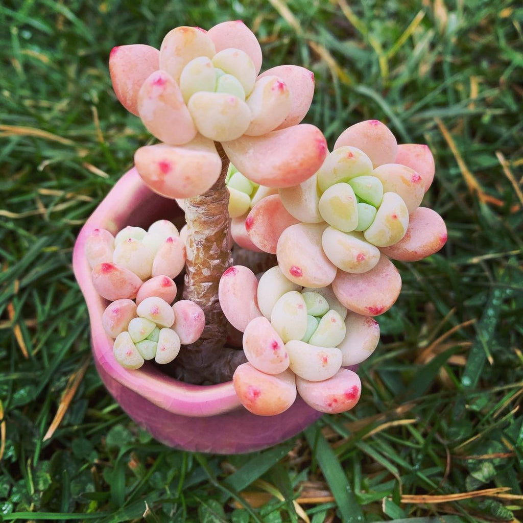 gorge sedum succulent Tiscalatengo Gorge Sedum, 10 Seeds, Succulent Seeds