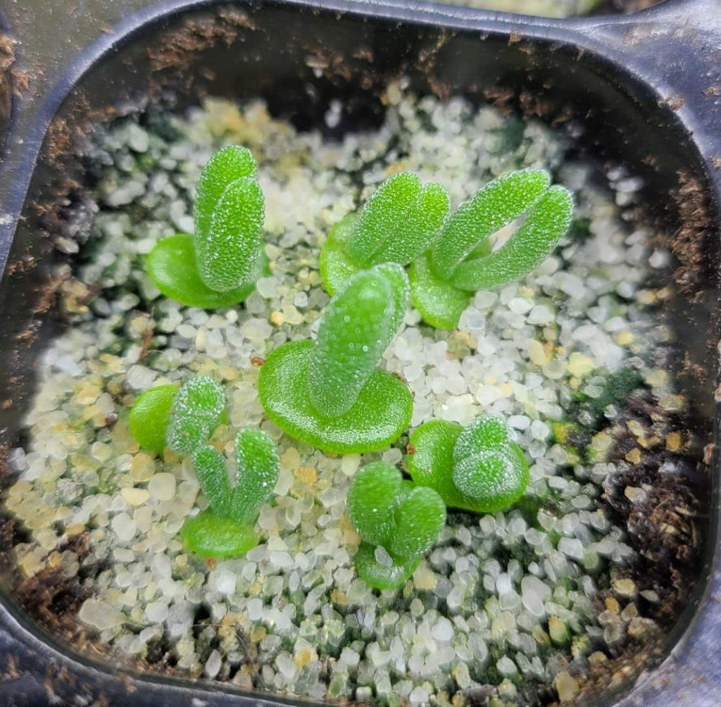 bunny ear succulent seeds Bunny Succulent, 20 Seeds, Monilaria moniliformis, Rare Succulent Seed