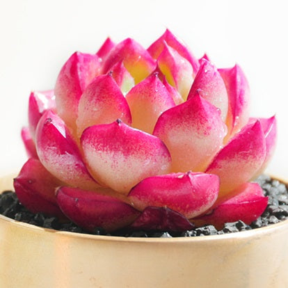 Dream Queen, 10 Seeds, Rare Succulent Seeds