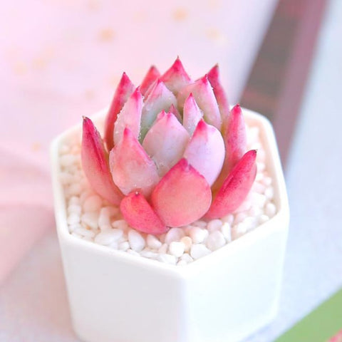 Echeveria "Blandy", 10 Seeds, Rare Succulent Seeds, Great for Hybridization