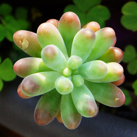 Jelly Beans, 10 Seeds, Sedum pachyphyllum, Succulent Seeds