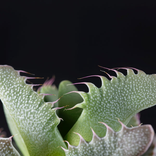 Tiger's Jaw, 10 Seeds, Succulent Seeds