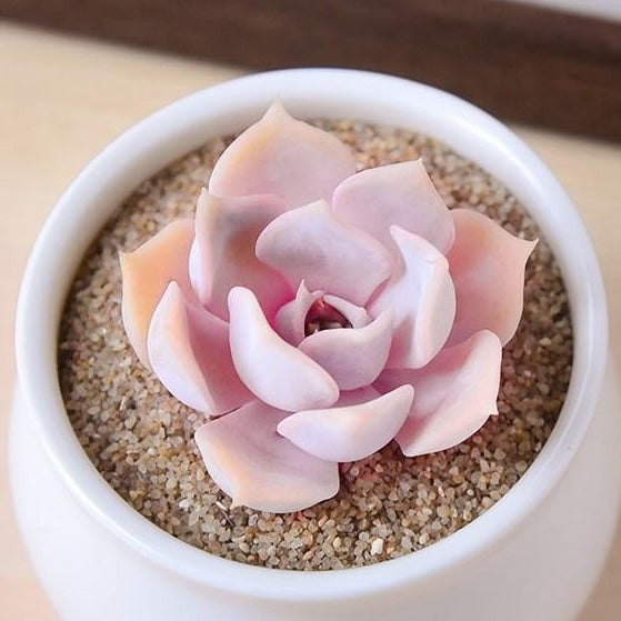 Ghost Echeveria, 10 Seeds, Succulent Seeds