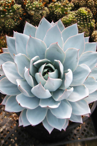 White Shadow, 10 Seeds, Rare Succulent Seeds