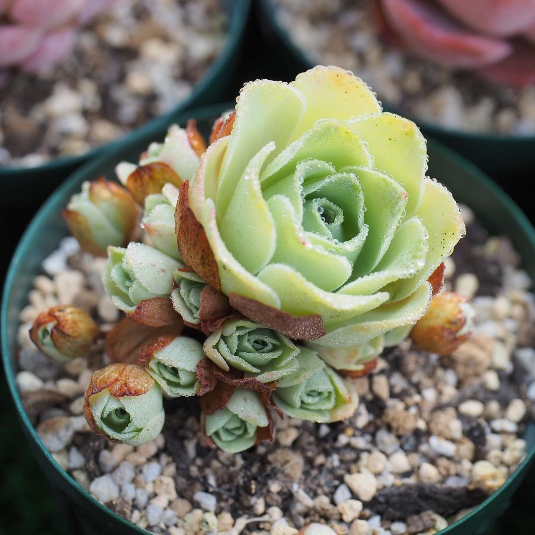succulent that looks like a flower Mountain Rose, 10 Seeds, Greenovia dodrentalis, Rare Succulent Seeds