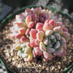 Echeveria amoena, 10 Seeds, Rare Succulent Seeds