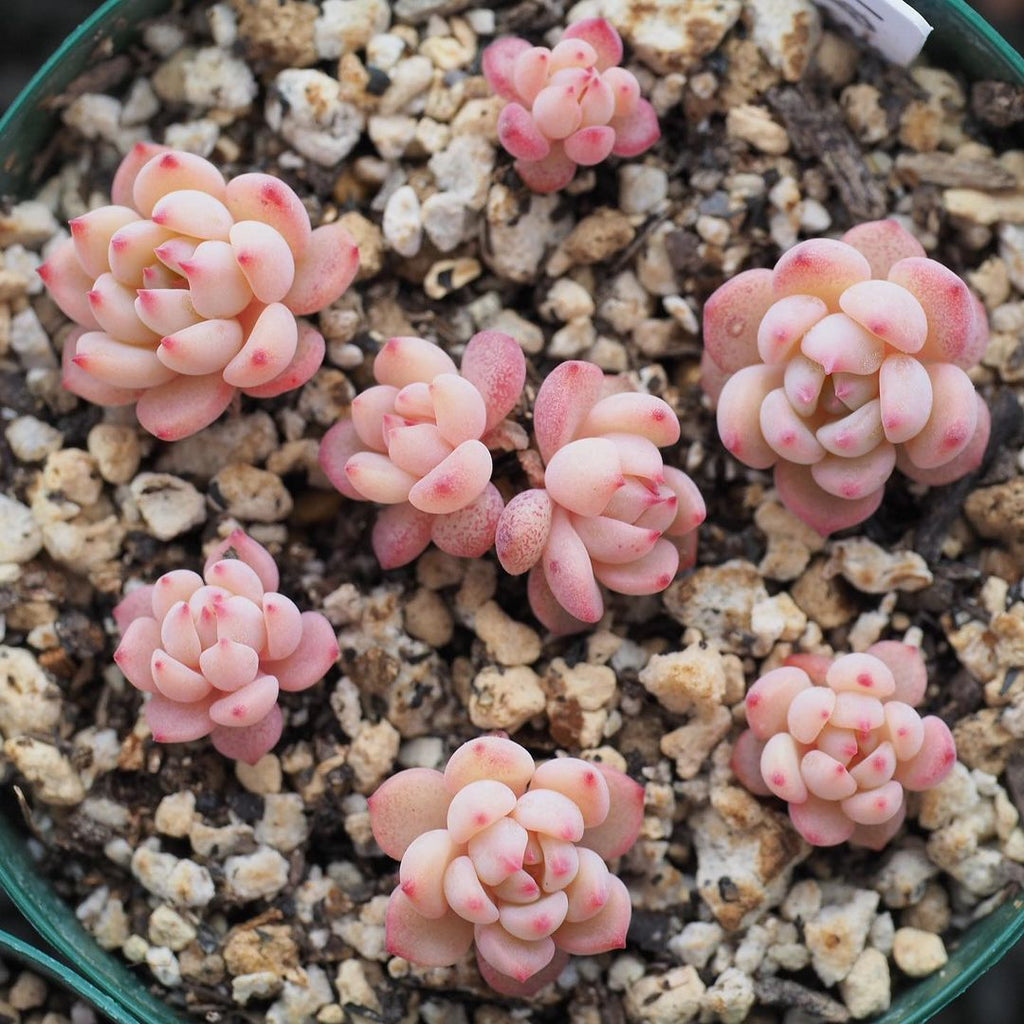 pink succulents seeds Echeveria amoena, 10 Seeds, Rare Succulent Seeds