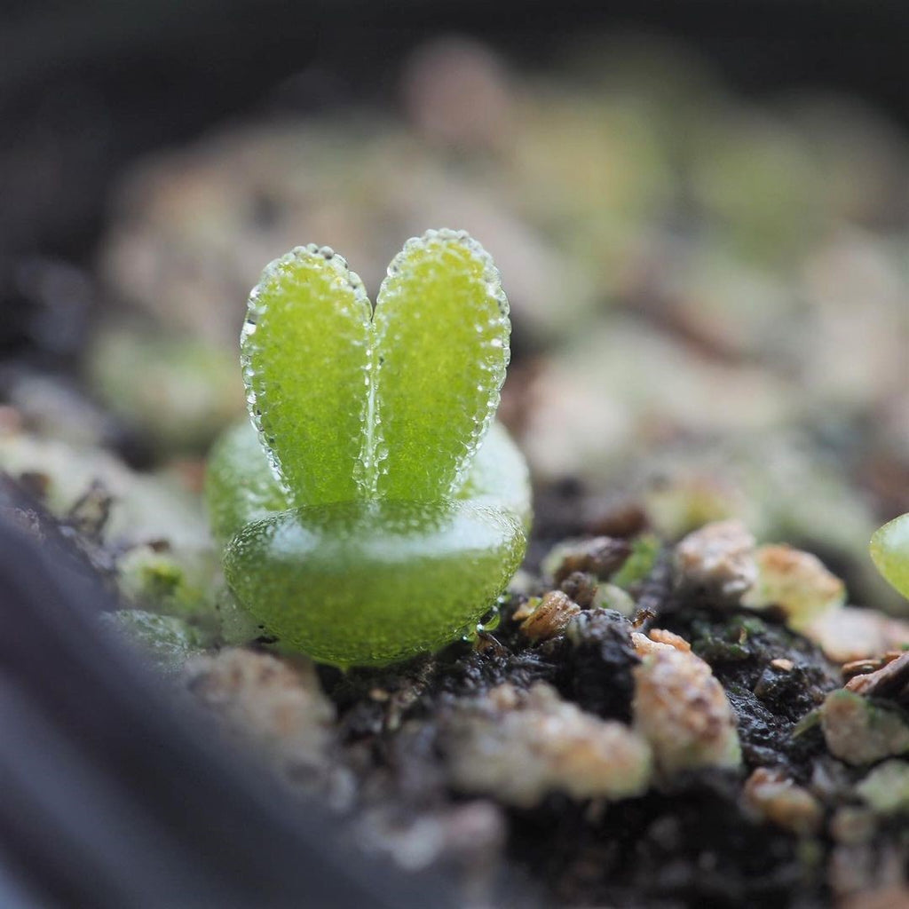 Bunny Succulent, 20 Seeds, Monilaria moniliformis, Rare Succulent Seed