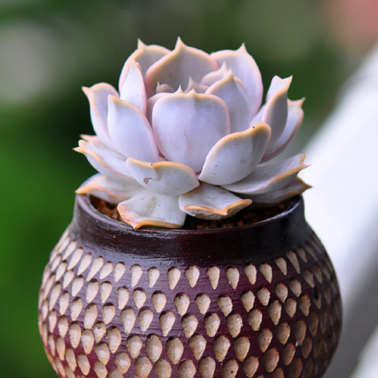 ghost echeveria succulent Ghost Echeveria, 10 Seeds, Succulent Seeds