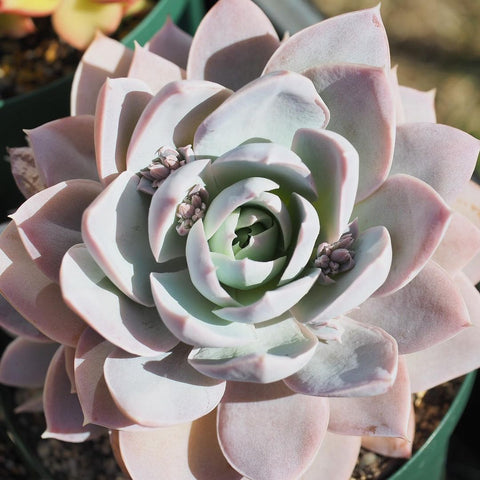 Sweet Smelling Sedum, 10 Seeds, Sedum suaveolens, Succulent Seeds