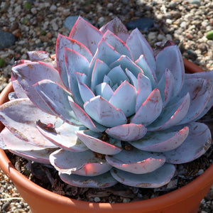 White Shadow, 10 Seeds, Rare Succulent Seeds