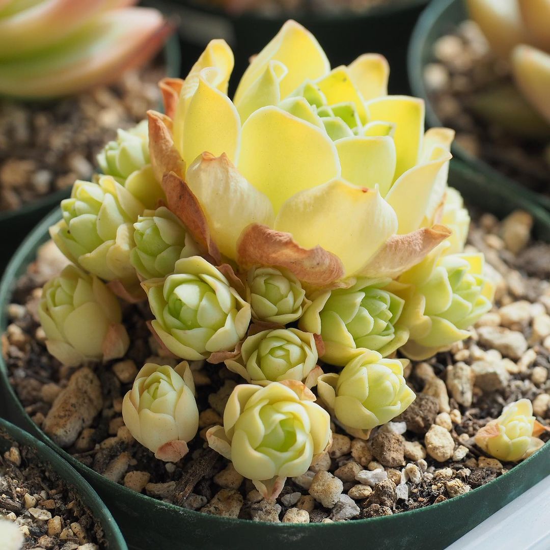 rose succulent seeds Mountain Rose, 10 Seeds, Greenovia dodrentalis, Rare Succulent Seeds