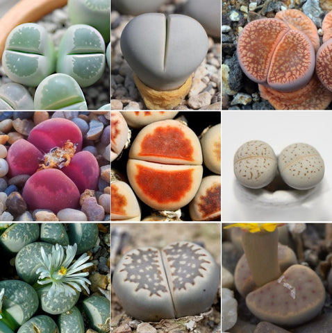 Living Stone 12-species Colorful Collection, 15 Seeds, Lithops, Dinteranthus