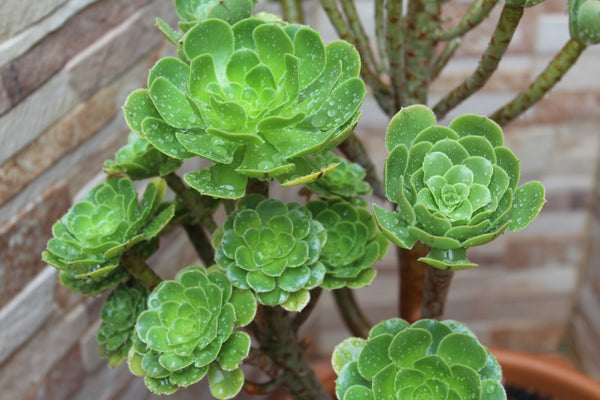 Aeonium Seed Mix, 25 Seeds, Aeonium Collection, Succulent Seeds