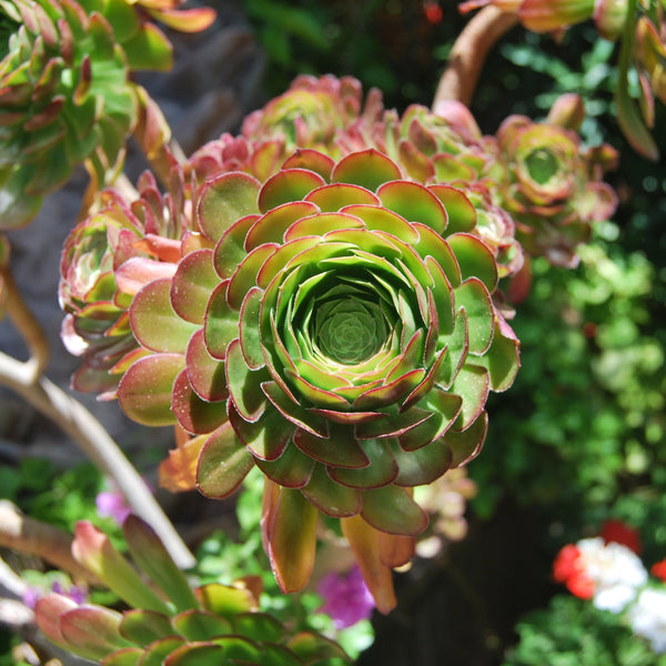 Aeonium Seed Mix, 25 Seeds, Aeonium Collection, Succulent Seeds