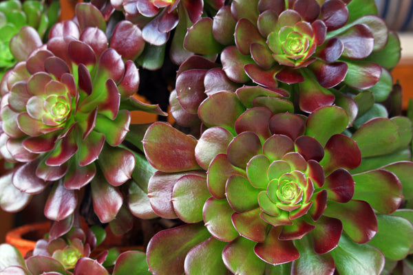 Aeonium Seed Mix, 25 Seeds, Aeonium Collection, Succulent Seeds