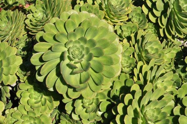 Aeonium Seed Mix, 25 Seeds, Aeonium Collection, Succulent Seeds