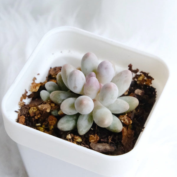 Baby Finger, 10/20 Seeds, Pachyphytum machucae, Rare Succulent Seeds