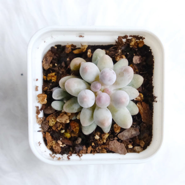 Baby Finger, 10/20 Seeds, Pachyphytum machucae, Rare Succulent Seeds