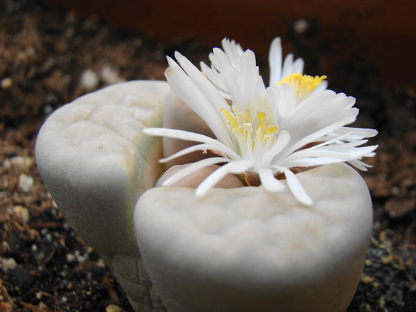 Lithops karasmontana 'Mickbergensis', 10 Seeds, Succulent Seeds