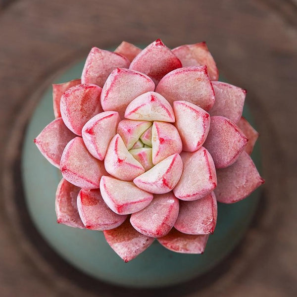 Echeveria Blue Sapphire, 10 Seeds, Jewel-like Leaf, Succulent Seeds