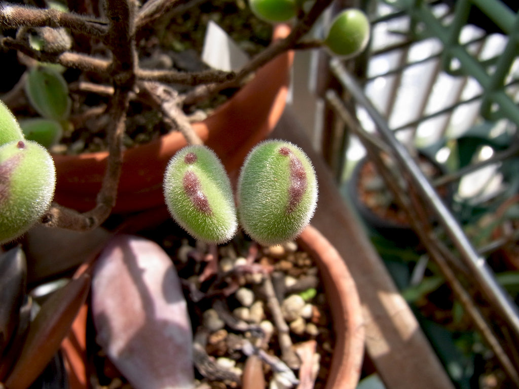 bear paw succulent seeds Bear's Paw, 10 Seeds, Rare Succulent Seeds