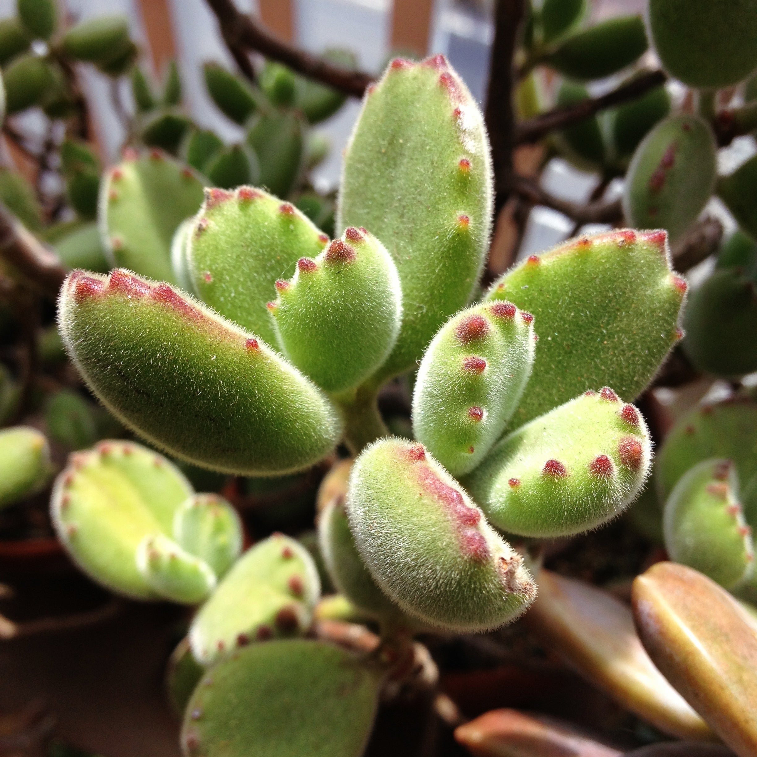 bear paw succulent seeds Bear's Paw, 10 Seeds, Rare Succulent Seeds