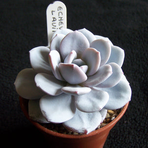 Snow Lotus, 20 Seeds, Echeveria laui, Succulent Seeds