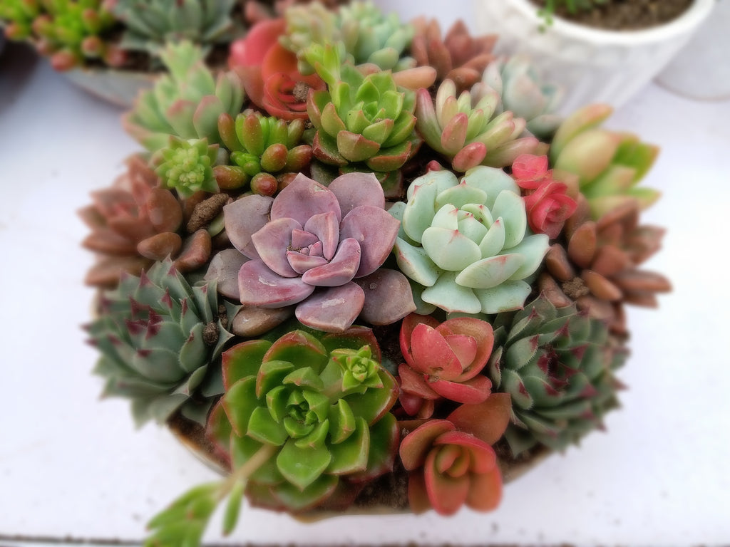 colorful succulent seeds Echeveria Seed Mix, 25 Seeds, Echeveria Collection, Succulent Seeds