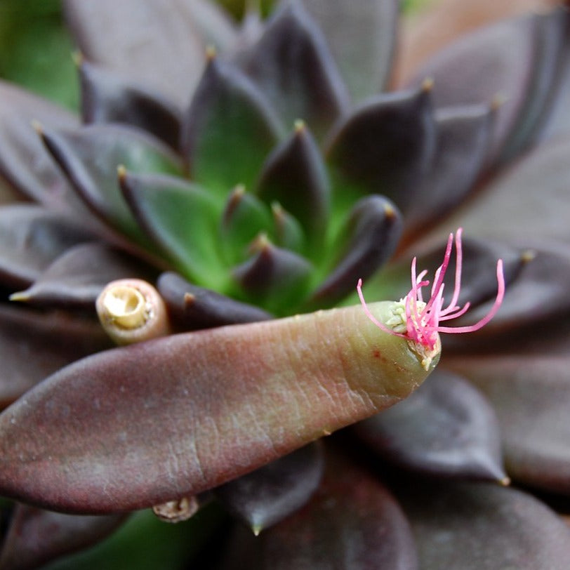 echeveria black knight succulent Black Knight, 10 Seeds, Echeveria affinis, Succulent Seeds