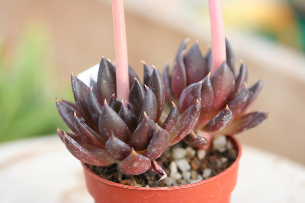 Black Knight, 10 Seeds, Echeveria affinis, Succulent Seeds