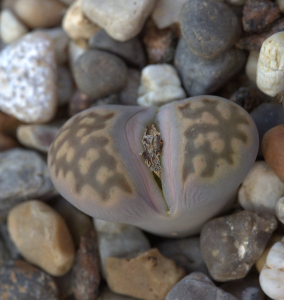 Lithops julii, 10/20 Seeds, Living Stones, Succulent Seeds