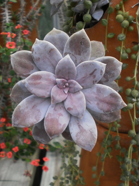 Graptopetalum 'superbum', 10 Seeds, Rare Succulent Seeds