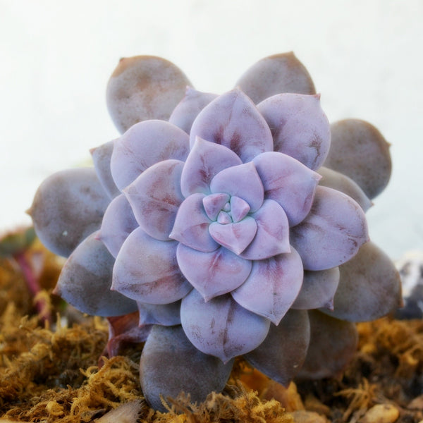 Graptopetalum 'superbum', 10 Seeds, Rare Succulent Seeds