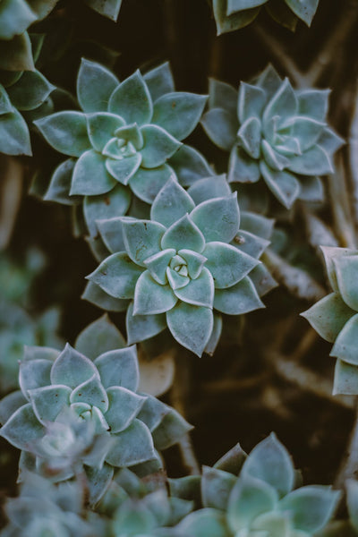 Graptopetalum 'superbum', 10 Seeds, Rare Succulent Seeds