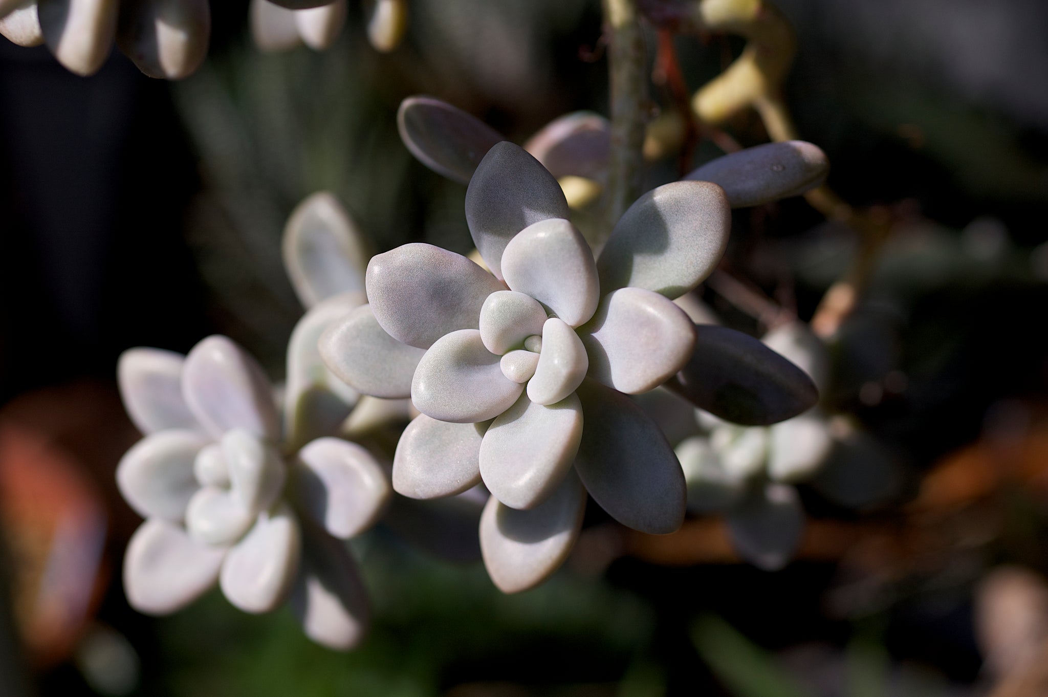 graptopetalum mendozae variegata Graptopetalum mendozae, 10 Seeds, Succulent Seeds