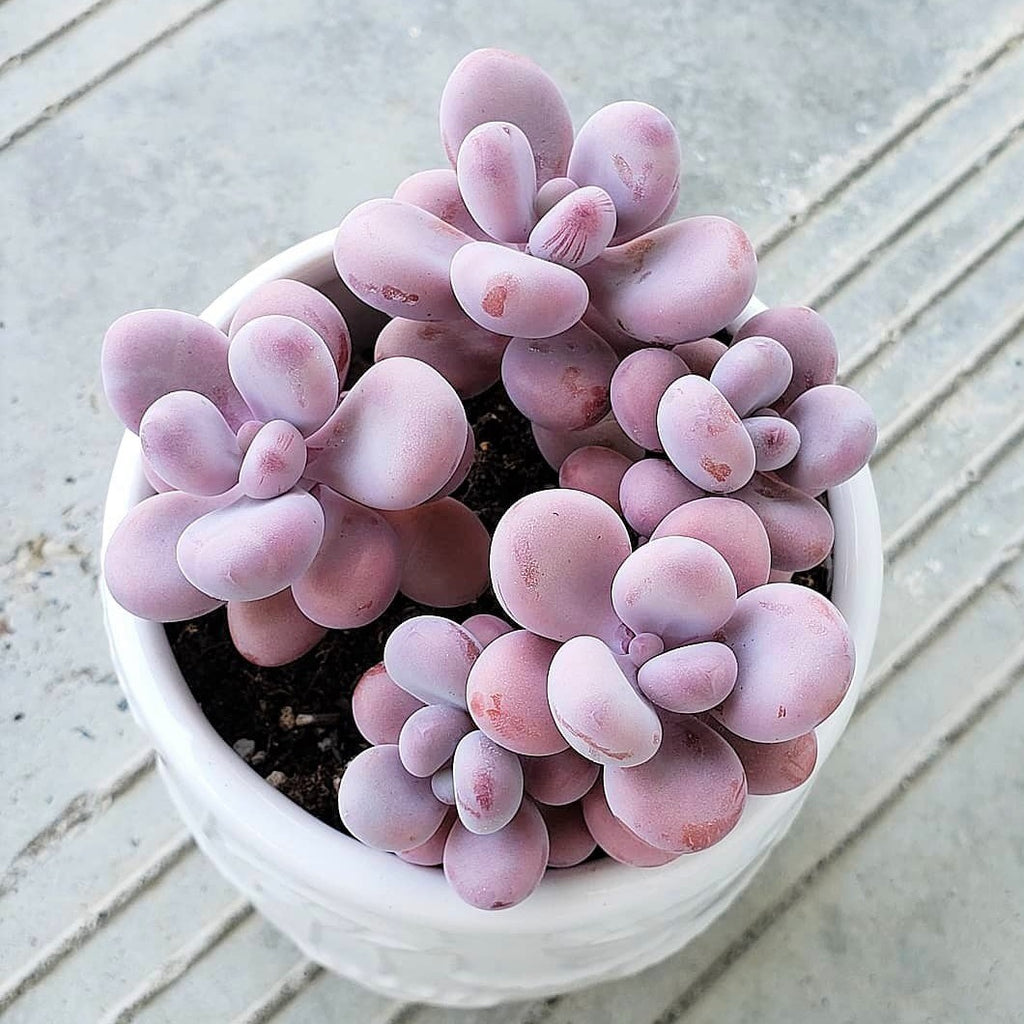 pink succulents seeds Lavender Pebbles, Graptopetalum amethystinum, 20 Seeds, Moonstone, Rar