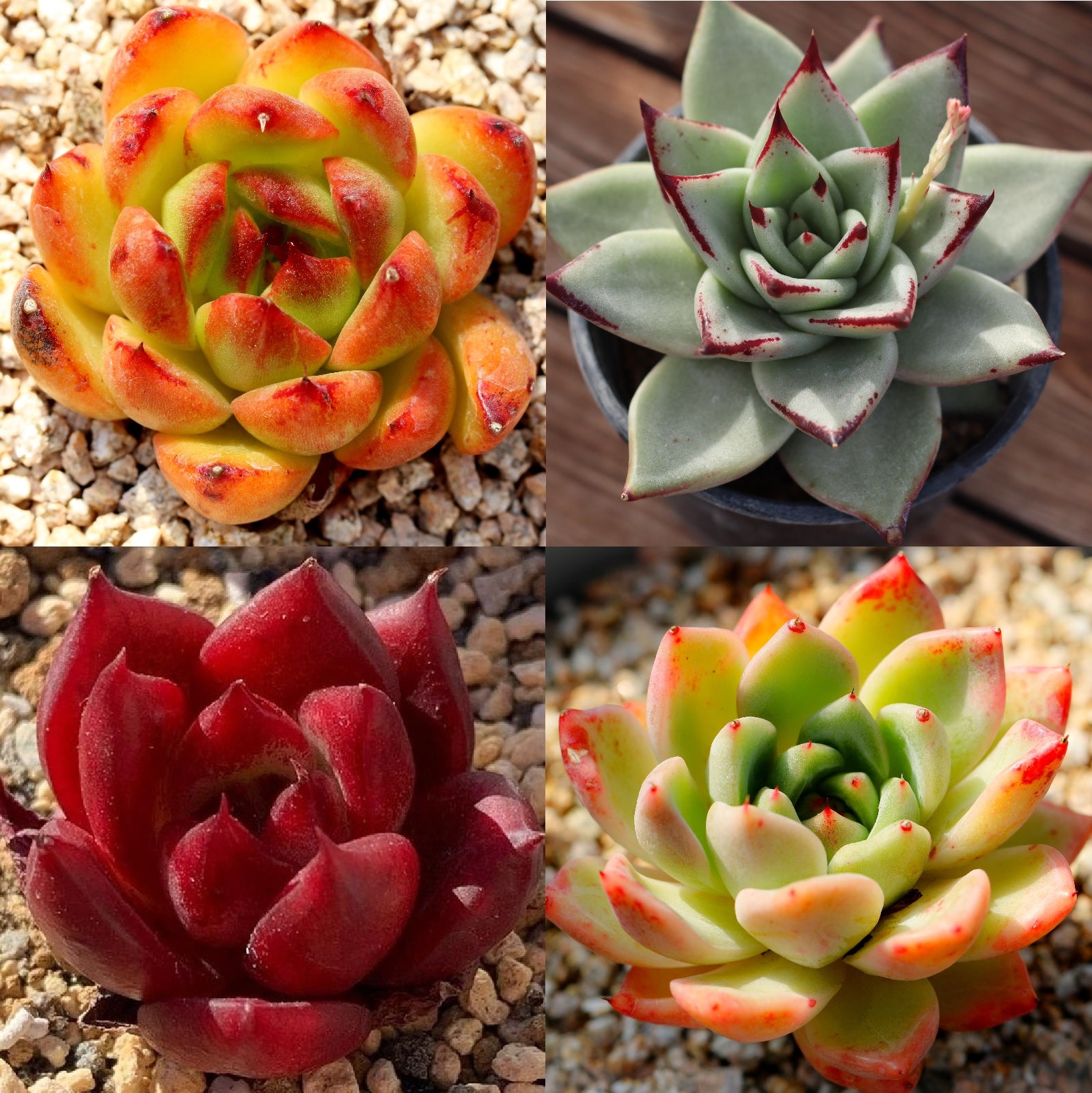 Jenny's Premium HYBRID Seed Mix, 20 Seeds, Premium Echeveria Species, RANDOM Hybridization