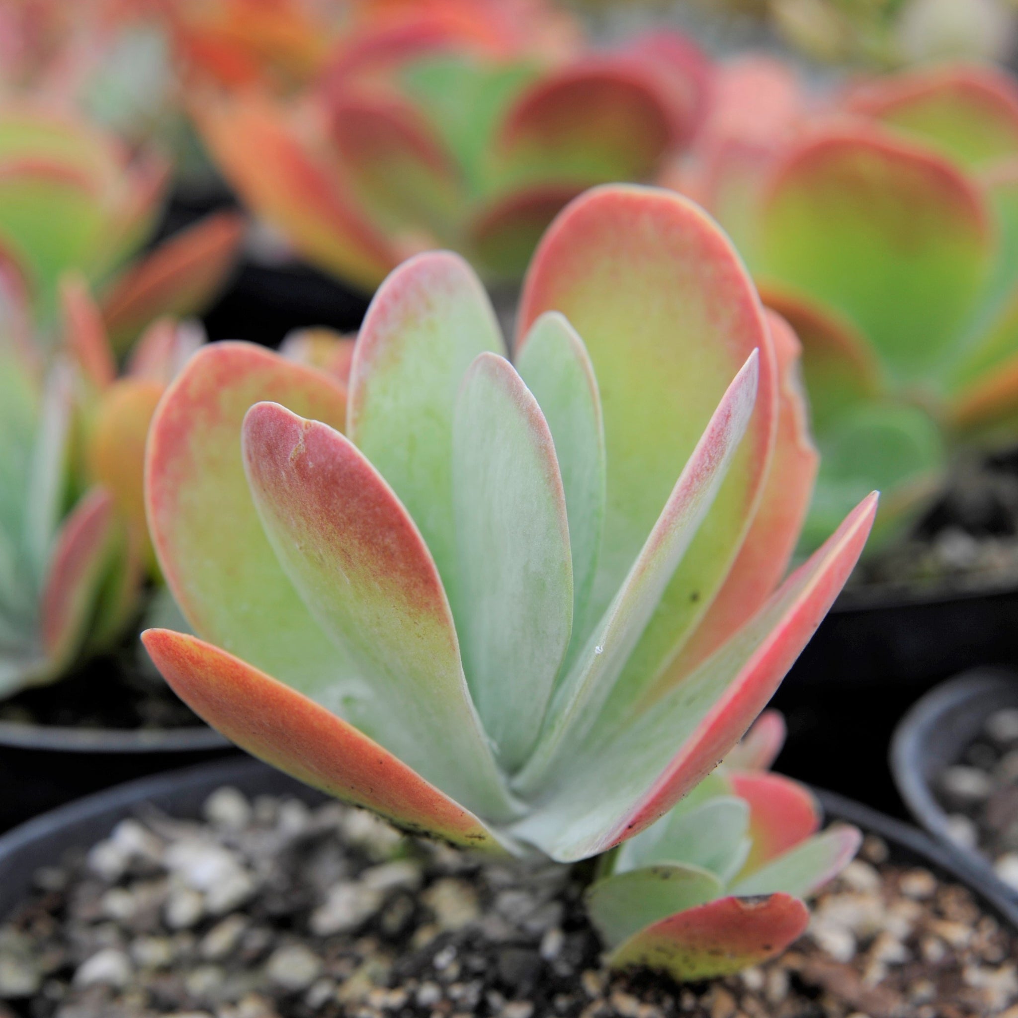 paddle plant seeds Paddle Plant, 20 Seeds, Succulent Seeds, Limited Stock