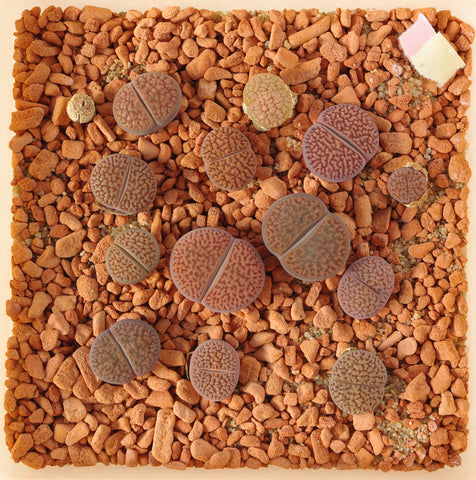 Lithops hookeri "vermiculate", 10 Seeds, Living Stones, Rare Succulent Seeds