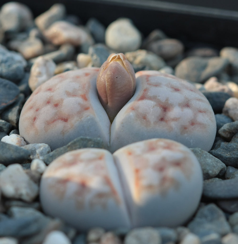 mick succulents Lithops karasmontana 'Mickbergensis', 10 Seeds, Succulent Seeds