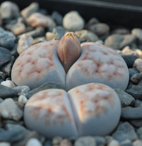 Lithops karasmontana 'Mickbergensis', 10 Seeds, Succulent Seeds