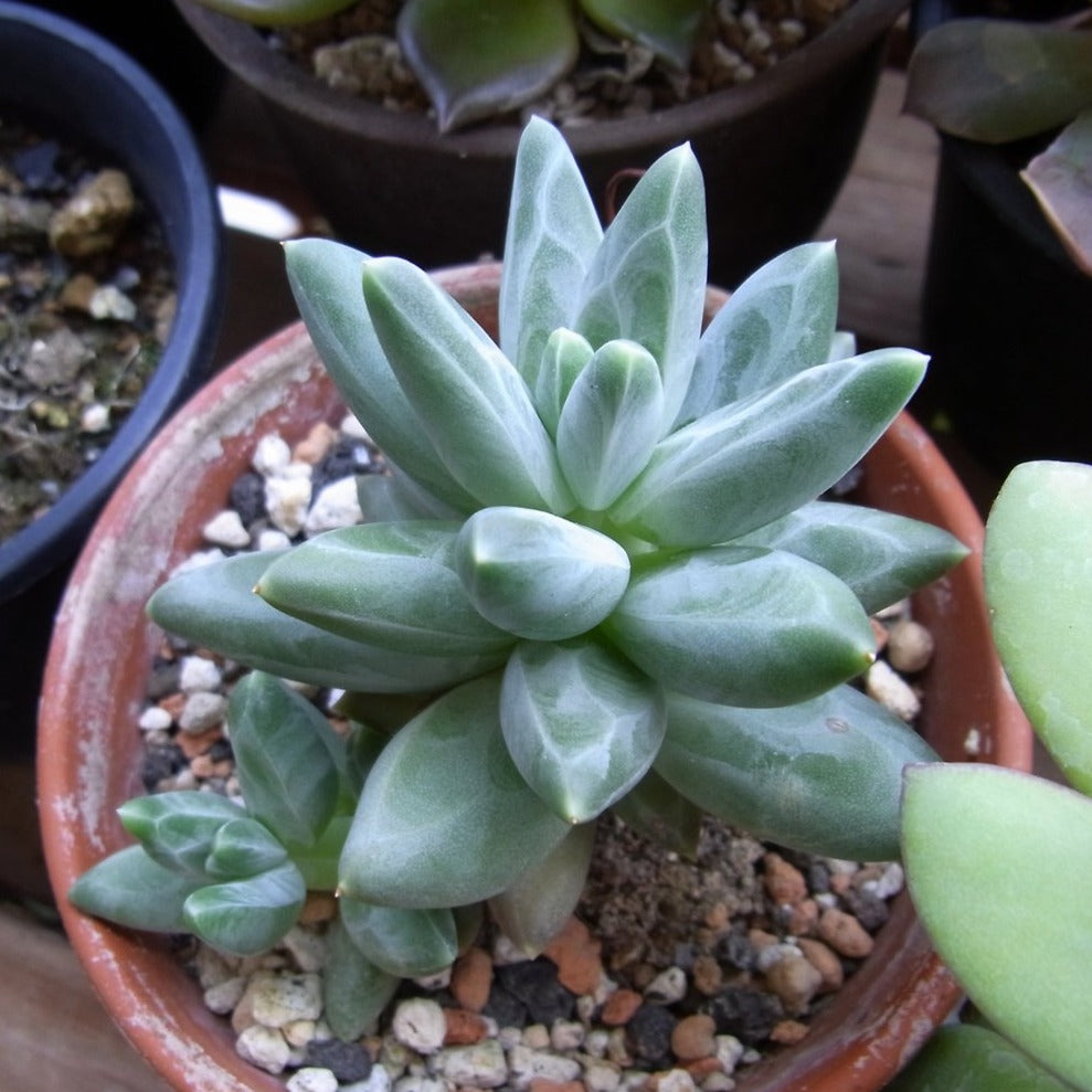 Little Jewel, 10 Seeds, Pachyphytum compactum, Distinct Jewel Pattern,