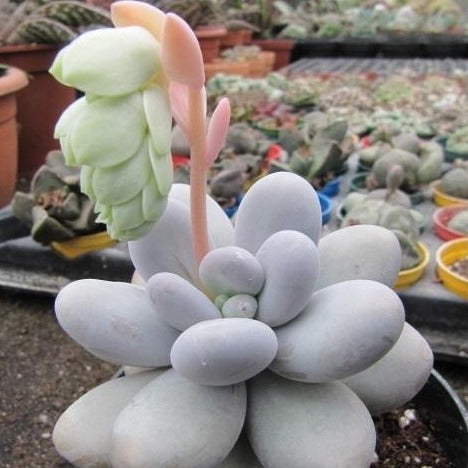 Sugaralmond, 10 Seeds, Pachyphytum oviferum, Moonstones, Succulent Seeds